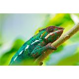 Camaleón azulado en rama