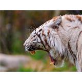 Tigre albino amenazante