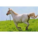 Caballo galopando