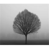 Londres arbol parque Clissold con niebla en blanco y negro