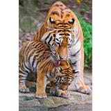 Tigre y cachorro