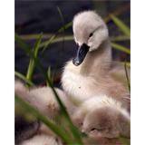 Patos crias