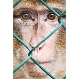 Mono entre rejas