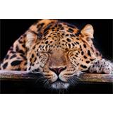 Leopardo durmiente
