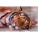 Tigre durmiente