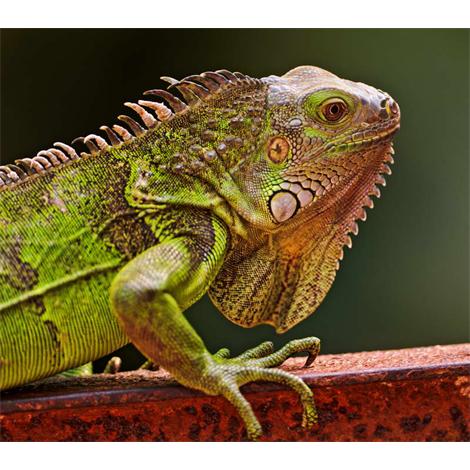 Iguana en hierro
