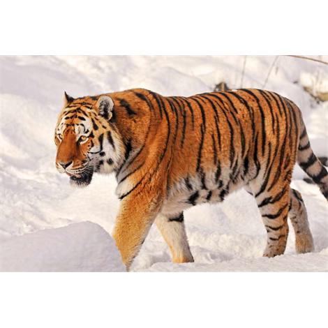 Tigre en nieve