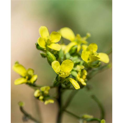 Escisión voluntaria