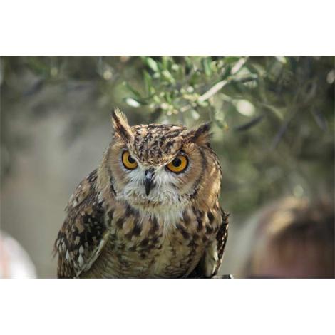 Búho entre-olivos