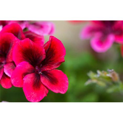 Primer plano energético