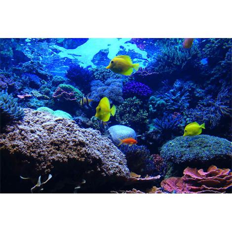 Peces bajo el agua 3