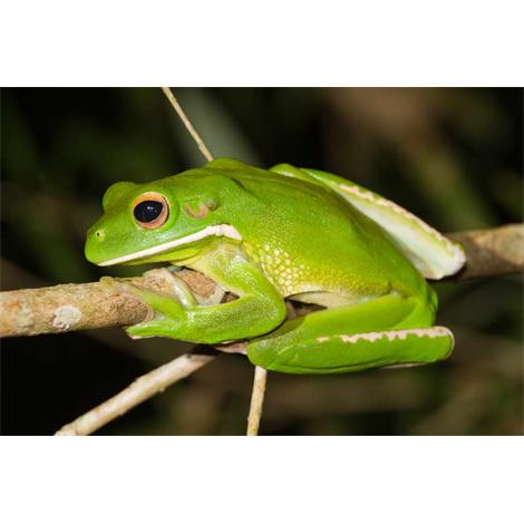 Ranita verde en rama