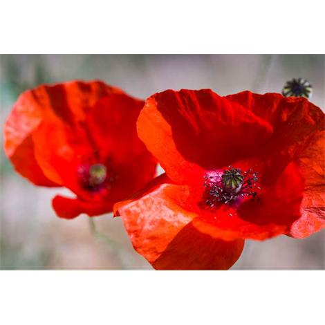 La sangre de la tierra