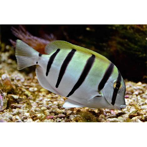 Poisson-chirurgien bagnard