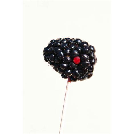 Fruta, mora en palillo