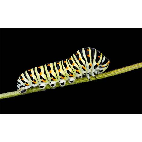 Chenille de Gran porte