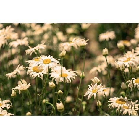 Margaritas nostalgia