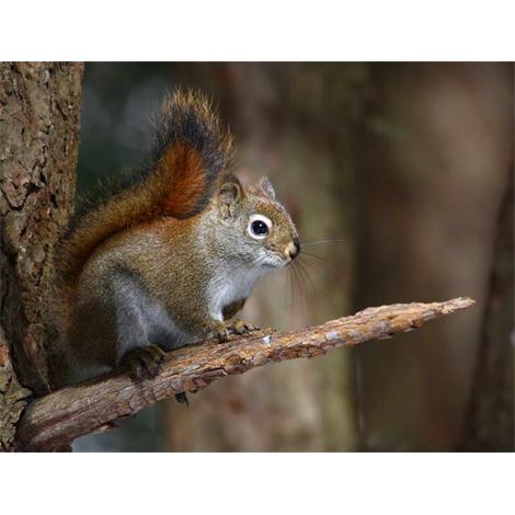 Tamiasciurus hudsonicus 