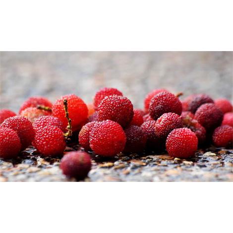 Fruta, 'myrica rubra'