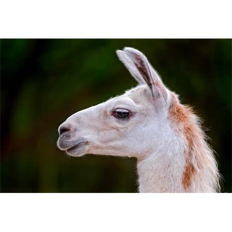 Llama