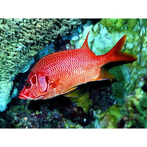 Vida marina Pez en Micronesia