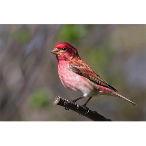 Carpodacus_purpureus_ 