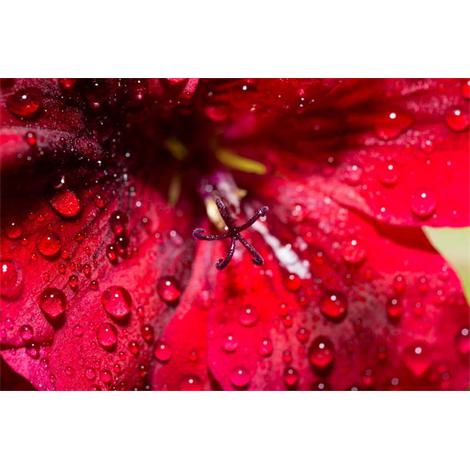 Estrella sin mar mojada