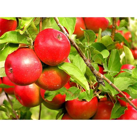 Fruta, manzanas en el arbol