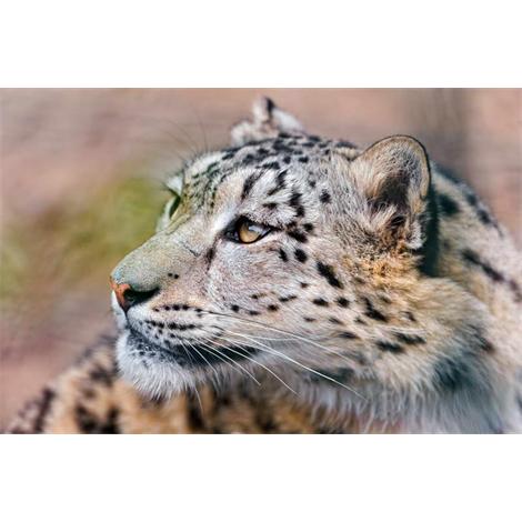 Cabeza de leopardo de nieve