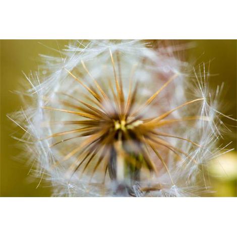 Diente de león con caries