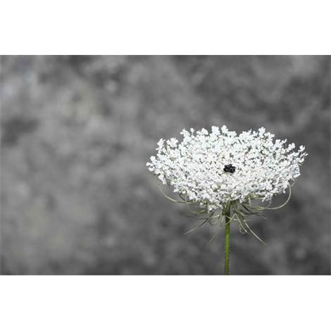 Florece en blanco y negro