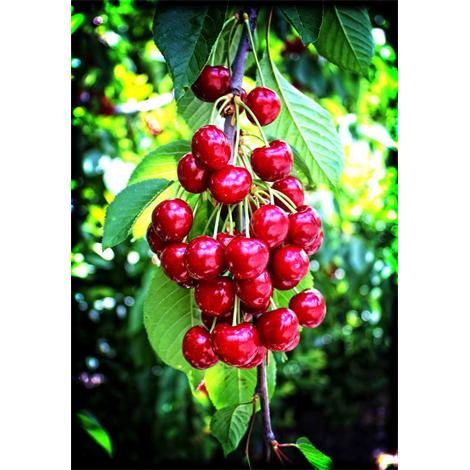 Cerezas en contraste