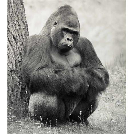 Gorila b/n