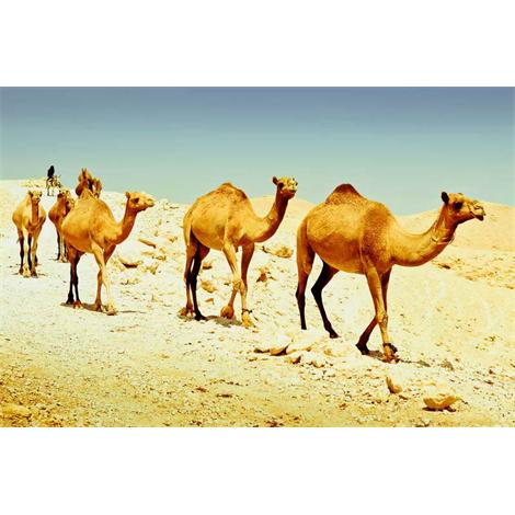 Convoy de camellos en el desierto