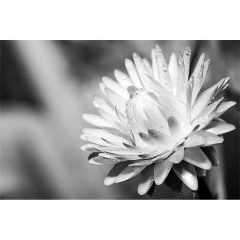 Radiante blanco y negro