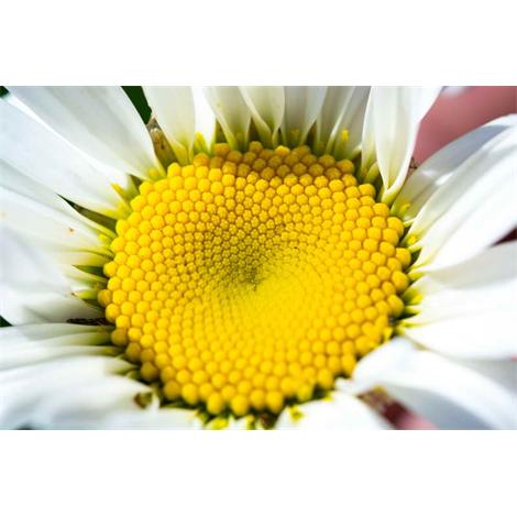 Cogiendo la margarita