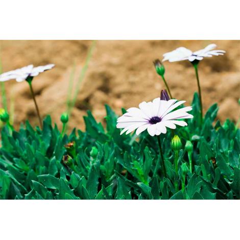 Blanco, verde y ocre