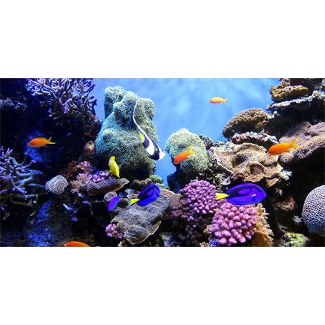 Peces mundo submarino