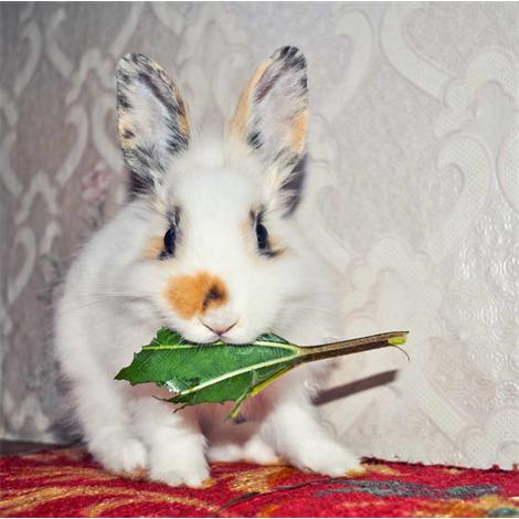 Conejito blanco