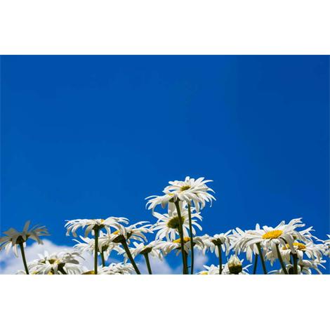 Margaritas sobre azul