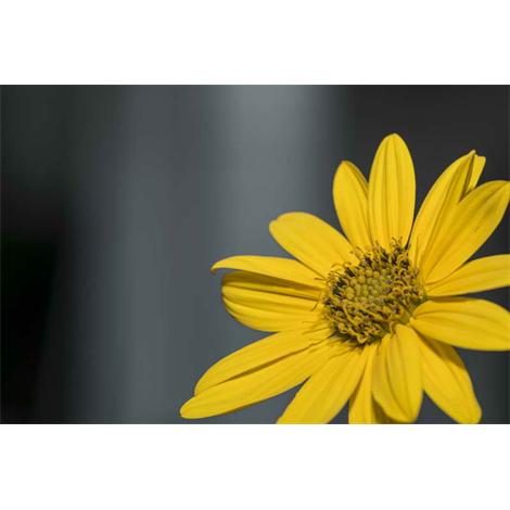 Flor amarilla protagonista