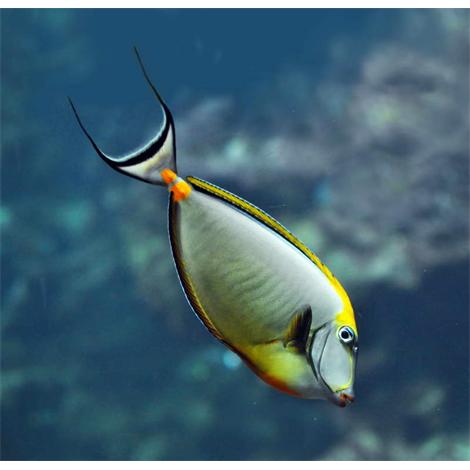 Naso Elegans Oceanopolis 