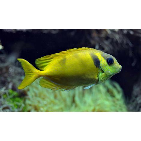 Siganus corallinus Brest 