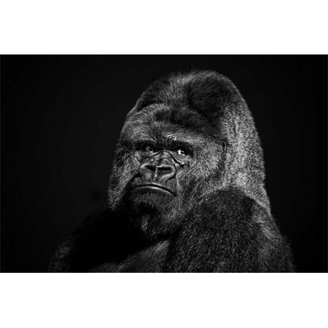 Gorila  posando b/n