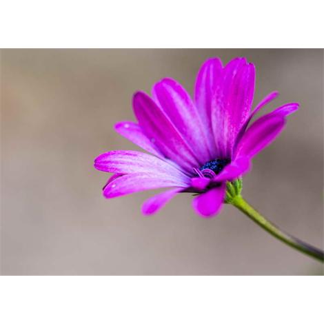 Púrpura sobre grises