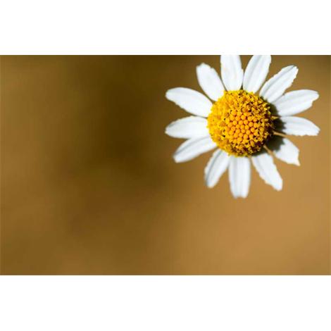 Macro de flor suspendida