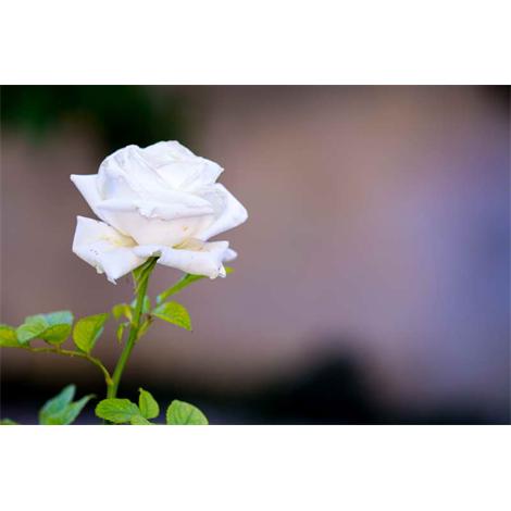 Cultivo una rosa blanca…