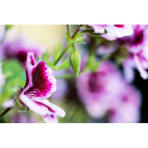 El negro es una opción