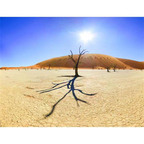 Namibia desierto árboles muertos