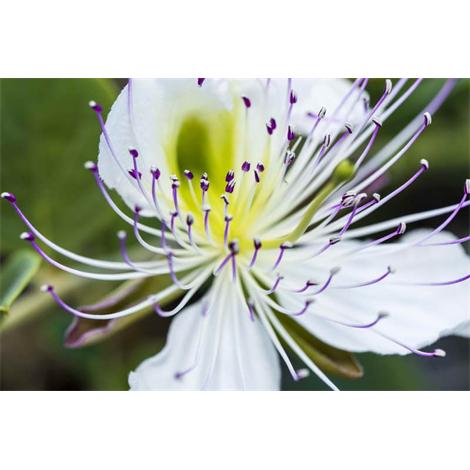 Paraguas de estambres